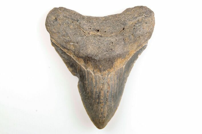 Serrated, 3.65" Fossil Megalodon Tooth - North Carolina